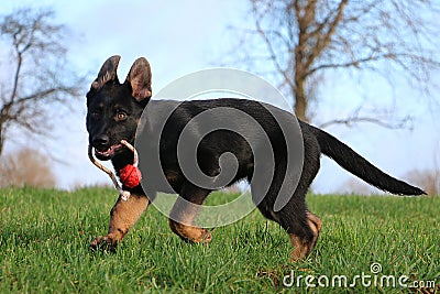 Playing german shepherd puppy in the garden Stock Photo