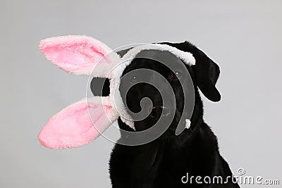 A funny black labrador head portrait in the studio with funny bunny ears Stock Photo