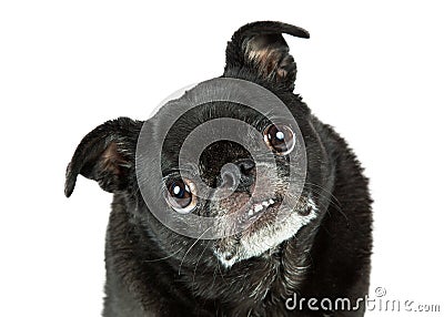 Funny Black Pug Tilting Head Closeup Stock Photo