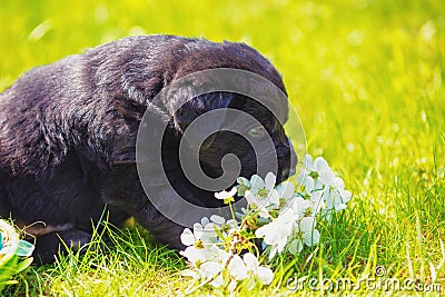 Funny black puppy sniffs flowers Stock Photo