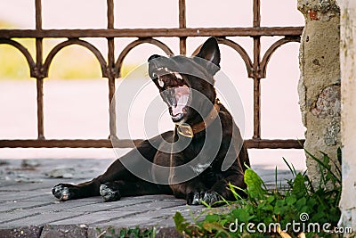Funny Black Small Size Mixed Breed Puppy Dog Yawning Outdoor Stock Photo