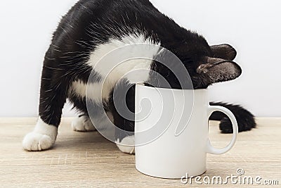 Funny black-white cat crawled into a white coffee mug. Stock Photo