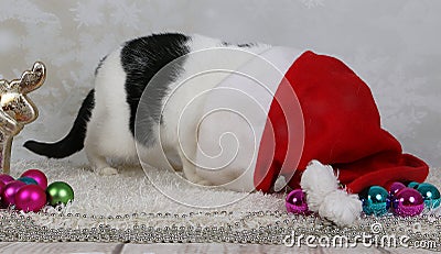 Funny black and white cat hiding in a Christmas hat Stock Photo