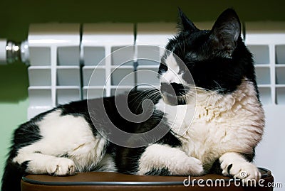 A funny black and white cat with an unusual muzzle warms itself next to a bimetallic heating battery. Winter and home heating. Stock Photo