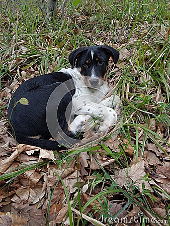 Funny black and white puppy on the grass Stock Photo