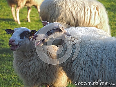 Funny bleating white sheep on a meadow Stock Photo