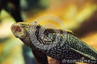 Funny bottom dweller suckermouth catfish with tiger pattern sucking with open mouth tropical aquarium fish pet Stock Photo