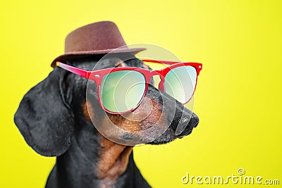Funny breed dog dachshund, black and tan, with sun glasses and hat, yellow studio background, concept of dog emotions and and ho Stock Photo