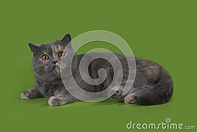 Funny Britian cat in studio Stock Photo