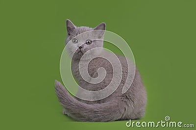 Funny Britian cat in studio isolated Stock Photo