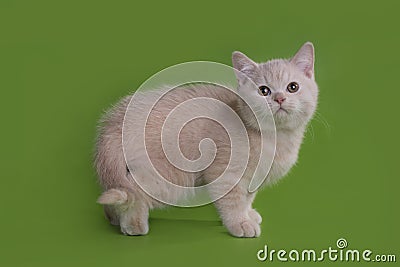 Funny Britian cat in studio isolated Stock Photo