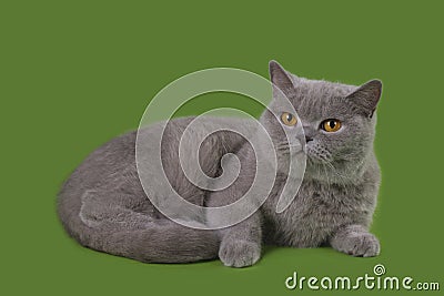 Funny Britian cat in studio isolated Stock Photo