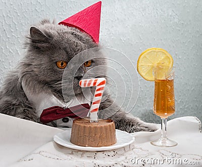 A funny British cat in a red cap on his head, a white shirt with a red bow tie, orange eyes sits at a table Stock Photo