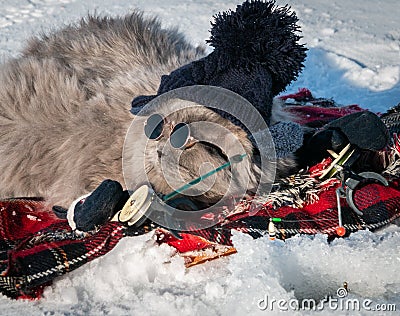 Funny British fluffy cat in mittens, in a knitted hat and round sunglasses is catching fish Stock Photo