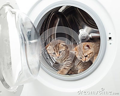 Tabby british kittens inside laundry washer Stock Photo