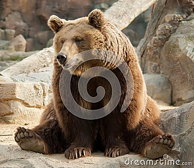 Funny brown bear Stock Photo