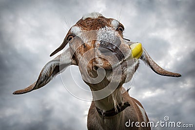 Funny brown goat chew yellow apple Stock Photo