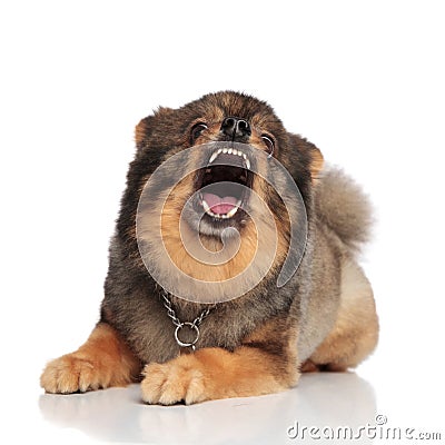 Funny brown pomeranian with mouth open looking shocked Stock Photo