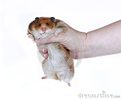 Funny Brown Syrian hamster in a female hand isolated Stock Photo