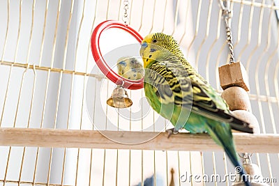 Funny budgerigar. Cute green budgie pa parrot sits in a cage and plays with mirror Stock Photo