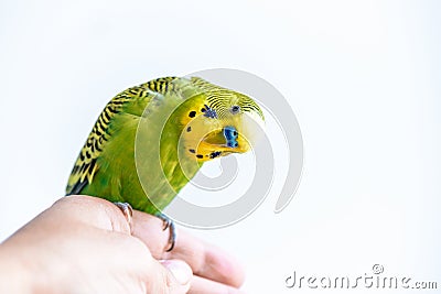 Funny budgerigar. Cute green budgie parrot sits on a finger and looking at the camera Stock Photo