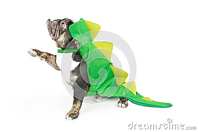 Funny Bulldog in Dinosaur Costume Raising Paw Stock Photo