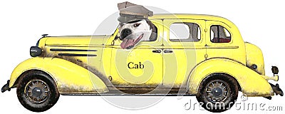 Funny Taxi Cab Dog, Isolated, Bulldog Stock Photo