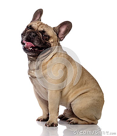 Funny bulldog Stock Photo