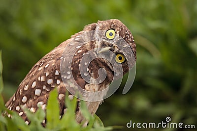 Funny Burrowing owl Athene cunicularia tilts its head outside it Stock Photo