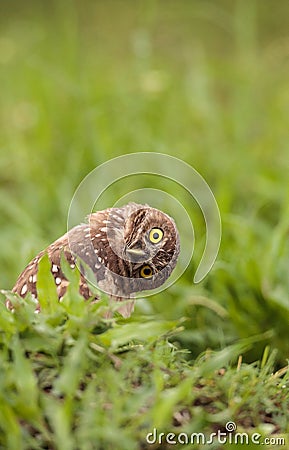 Funny Burrowing owl Athene cunicularia tilts its head outside it Stock Photo