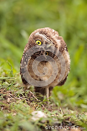 Funny Burrowing owl Athene cunicularia tilts its head outside it Stock Photo