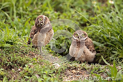 Funny Burrowing owl Athene cunicularia tilts its head outside it Stock Photo