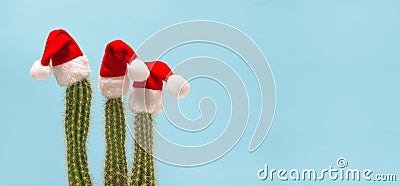 Funny cactus Christmas decoration red Santa Claus hat Stock Photo