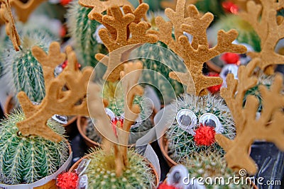 Funny cactus with deer eyes and nose on sale in a flower shop for the new year Stock Photo