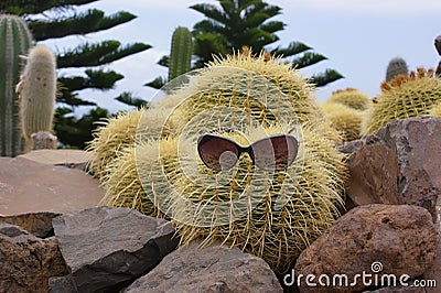 Funny cactus with glasses Stock Photo