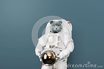 Funny cat astronaut in a space suit with a helmet on a gray background. British cat spaceman. Creative idea. Stock Photo