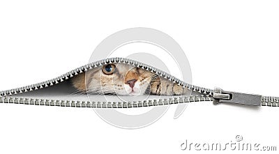 Funny cat behind open zipper isolated on white Stock Photo