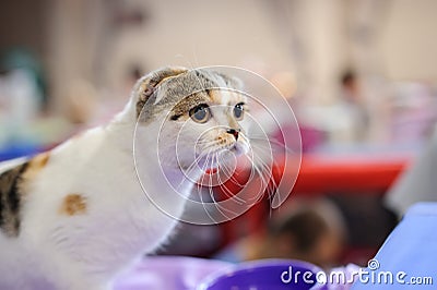 funny cat Stock Photo