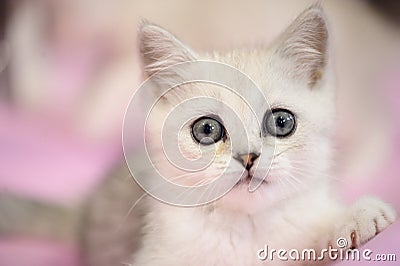 funny cat Stock Photo