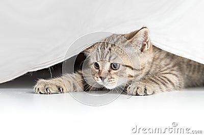 Funny cat catching from under white curtain Stock Photo
