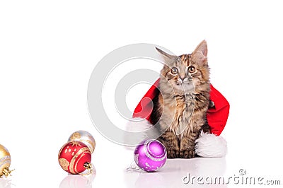 Funny cat with Christmas toys Stock Photo