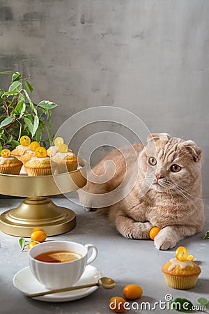 Funny cat with a cup of tea and lemon muffins. Cute cat. Poster, greeting card, cafe bakery, confectionery menu concept. Copy Stock Photo