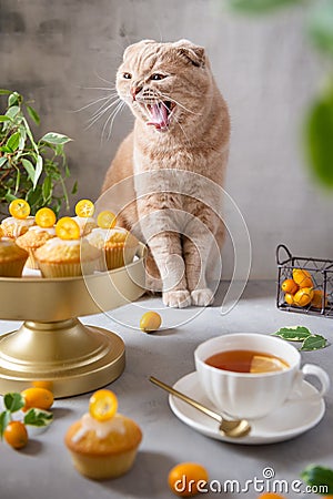 Funny cat with a cup of tea and lemon muffins. Cute cat. Poster, greeting card, cafe bakery, confectionery menu concept Stock Photo