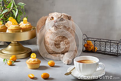 Funny cat with a cup of tea and muffins. Cute cat. Poster, greeting card, cafe bakery, confectionery menu concept. Copy space Stock Photo