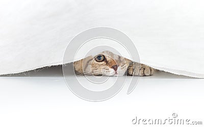 Funny cat hidden under small white curtain isolated Stock Photo