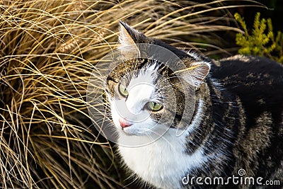 Funny cat in light color looks directly into the camera in the park in the summer on the background of leaves. Close-up. Stock Photo