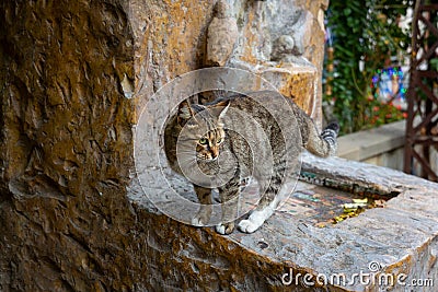 Funny cat on the old marble fountain. Homeless cats on the streets of Tbilisi. Stock Photo