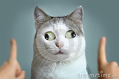 Funny cat at ophtalmologist appointmet Stock Photo