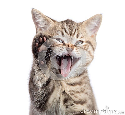 Funny cat portrait with open mouth and raised paw isolated Stock Photo