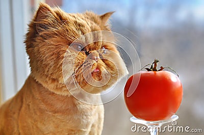 Funny cat and red tomato Stock Photo